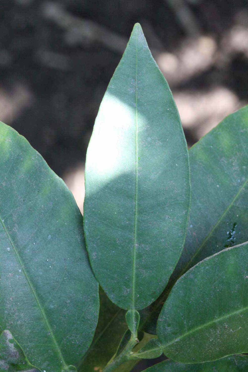               Unifoliolate leaf (Whitney Marsh, Riverside,   CA)       